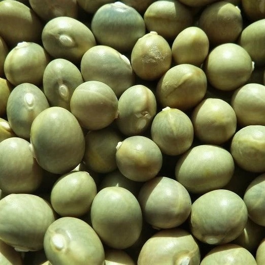 Illustration representing Bomba Bean
