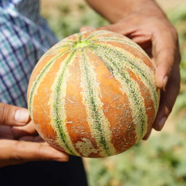 Kajari Melon with striped rind
