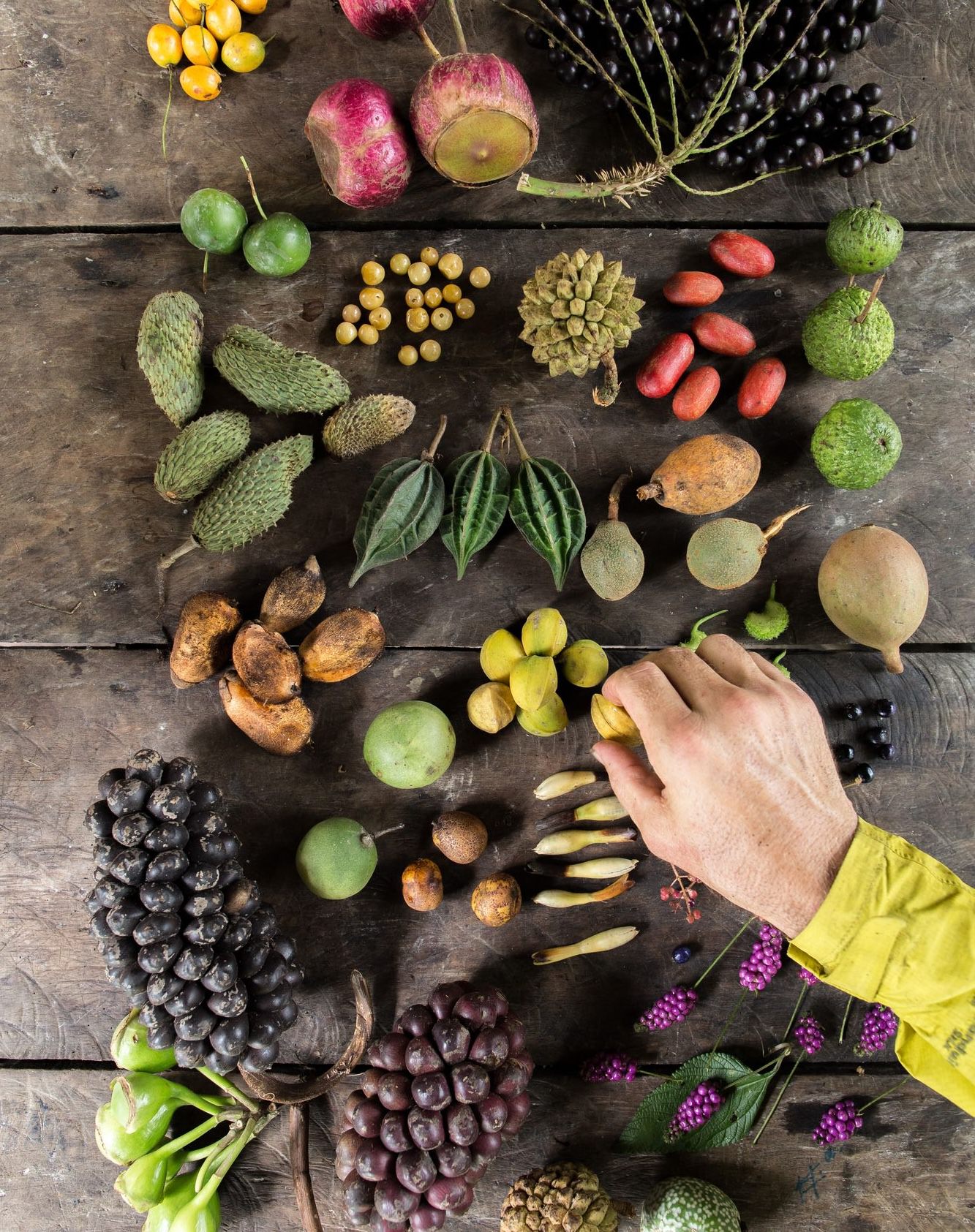 Botanical expedition discovering rare varieties